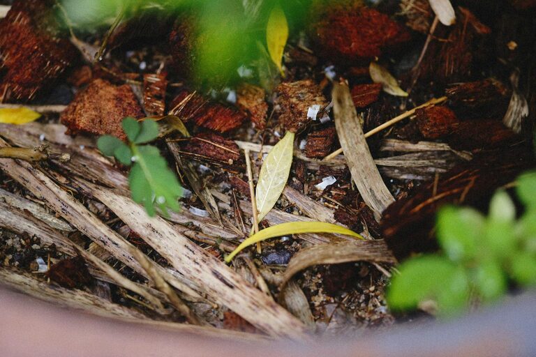 Beginner Tips for Composting at Home: A Simple Guide to Start Composting